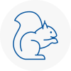 Newport Rodent Removals