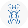 Newport Wasp Nest Removal